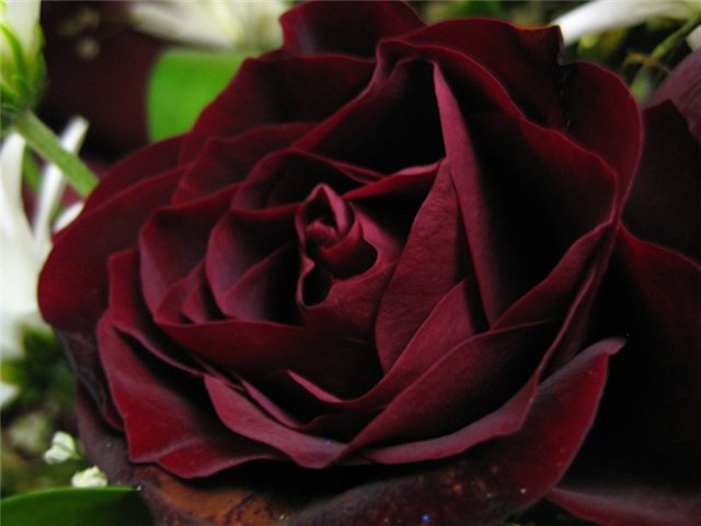 роза темно бордо (640x480, 38Kb)