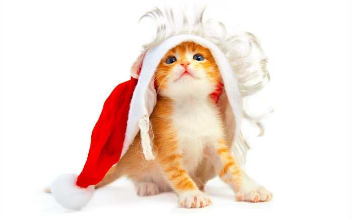 Праздничные красивые новогодние картинки для любителей котов
