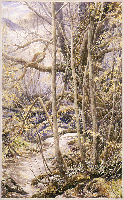 theoldforest (436x700, 619Kb)