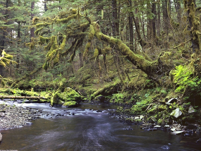 Peaceful Forest, Southeast Alaska (700x525, 382Kb)