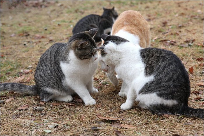 1324482575_jealous-04 (700x466, 100Kb)