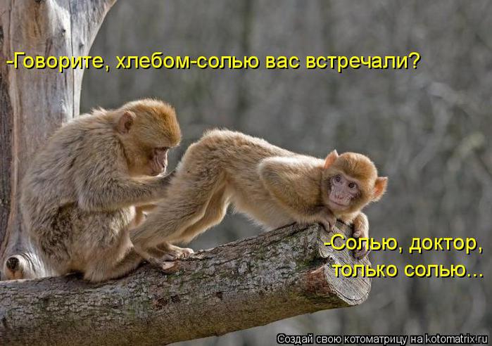 81355853_large_7_pozitivnaya_kotomatrica.jpg