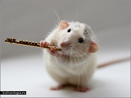 3925073_rats_music11 (500x375, 26Kb)