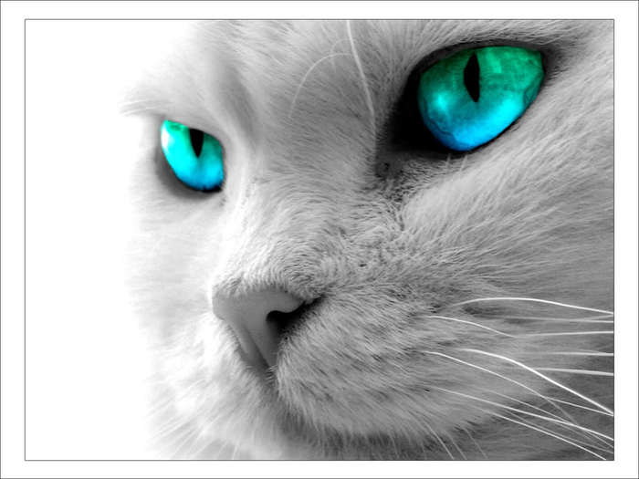cat-blue-eyes (700x525, 36Kb)