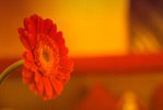  0_6e9a3_368408f2_XL (600x402, 34Kb)