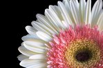  1318231844_photo-01-gerbera-slozhnocvetnye (450x299, 32Kb)
