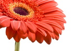  photo-06-gerbera-slozhnocvetnye (650x454, 90Kb)