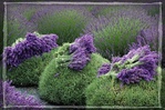  lavender-harvest_resize (640x425, 151Kb)