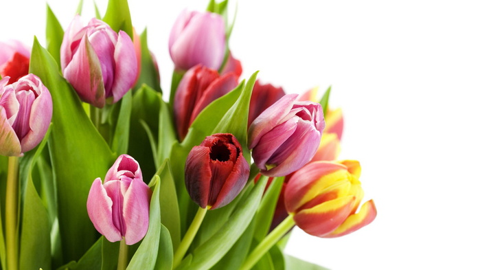 Pink And Red Tulip Flowers Wallpapers All Flowers Send Flowers Comments Send Online Flowers