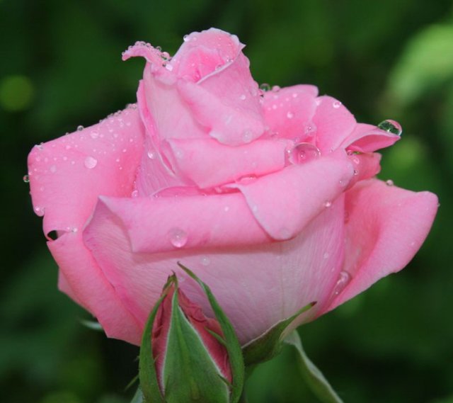 Розовая роза (640x569, 41Kb)