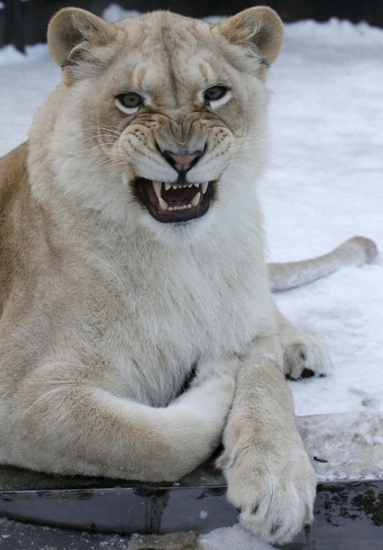 В зоопарке 'Роев ручей' ('Royev Ruchey' Zoo), Красноярск, Россия./2270477_182 (425x610, 64Kb)