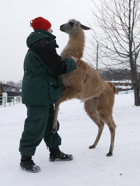 В зоопарке 'Роев ручей' ('Royev Ruchey' Zoo), Красноярск, Россия./2270477_183 (460x610, 66Kb)