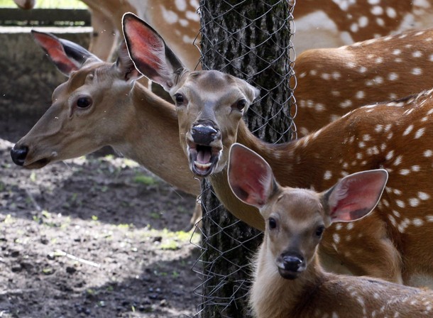 В зоопарке 'Роев ручей' ('Royev Ruchey' Zoo), Красноярск, Россия./2270477_188 (610x448, 89Kb)