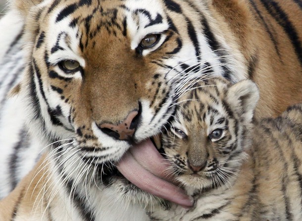 В зоопарке 'Роев ручей' ('Royev Ruchey' Zoo), Красноярск, Россия./2270477_189 (610x446, 97Kb)