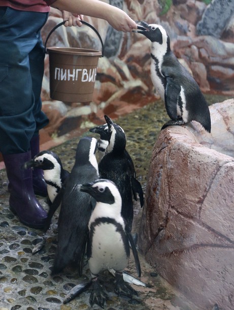 В зоопарке 'Роев ручей' ('Royev Ruchey' Zoo), Красноярск, Россия./2270477_197 (461x610, 85Kb)