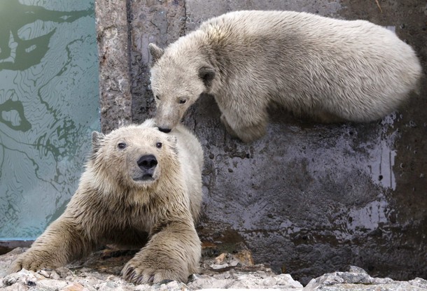 В зоопарке 'Роев ручей' ('Royev Ruchey' Zoo), Красноярск, Россия./2270477_199 (610x416, 93Kb)