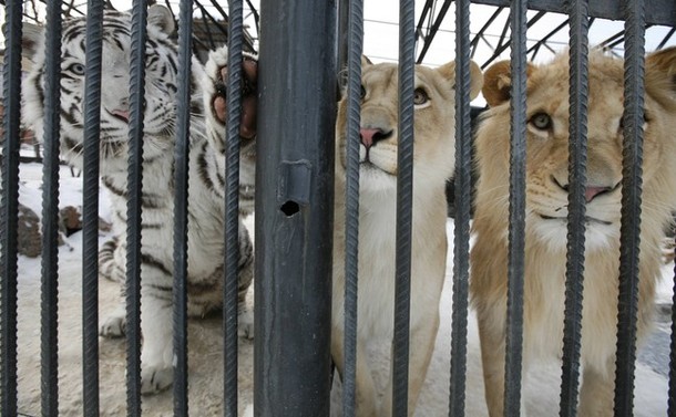 В зоопарке 'Роев ручей' ('Royev Ruchey' Zoo), Красноярск, Россия./2270477_198 (610x377, 78Kb)