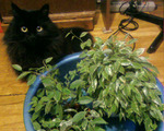  Photo-0131 (700x560, 172Kb)