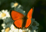  papillon (621x439, 159Kb)