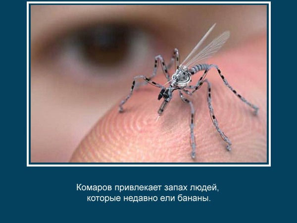 комар (600x450, 43Kb)
