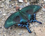  machaon (550x441, 80Kb)