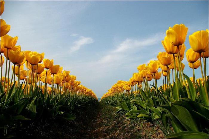 field-of-tulips-01 (700x467, 53Kb)