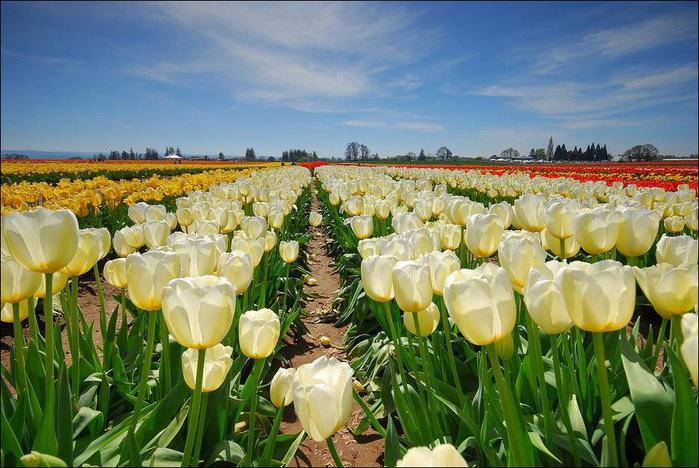 field-of-tulips-30 (700x468, 70Kb)