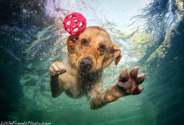 underwater-photos-of-dogs-seth-casteel-8 (700x475, 148Kb)