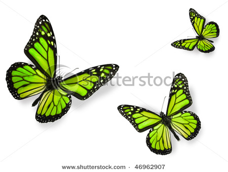 stock-photo-green-butterflies-isolated-on-white-flying-towards-center-of-frame-46962907 (450x339, 48Kb)