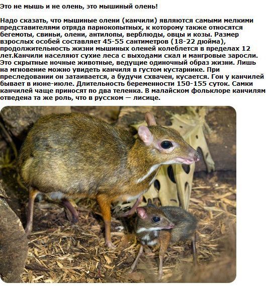 Необыкновенная   природа - Страница 2 83718807_1329110782_animals_08