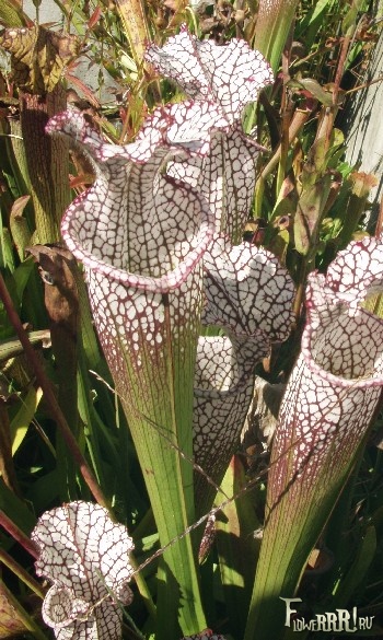 sarracenia-leucophylla3 (350x585, 138Kb)