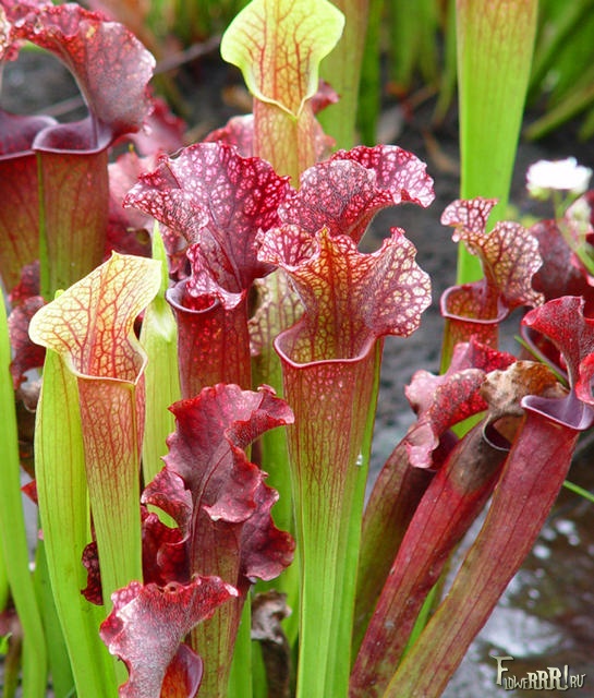 bog pitcher plant (545x640, 150Kb)