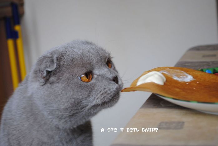 Коты, кошки и милые мордахи - Страница 4 83887485_3518263_3232