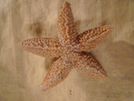  P1130232 (700x525, 429Kb)