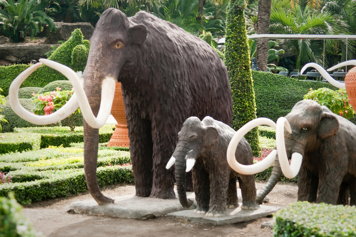 Парк Нонг Нуч (Nong Nooch Tropical Garden) 57438