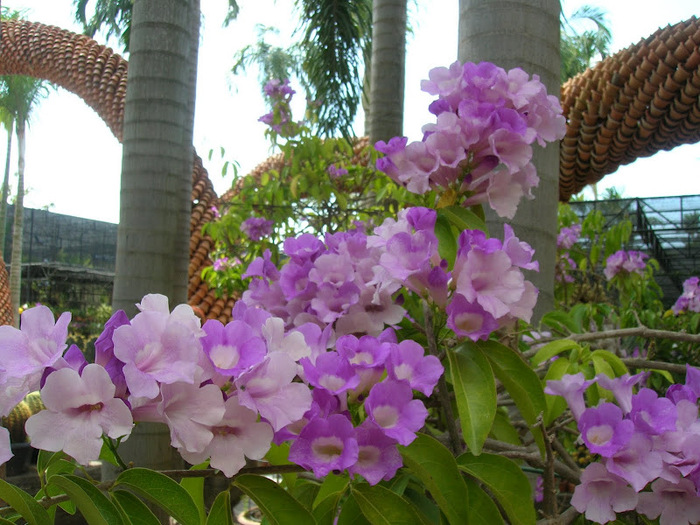 Парк Нонг Нуч (Nong Nooch Tropical Garden) 23132