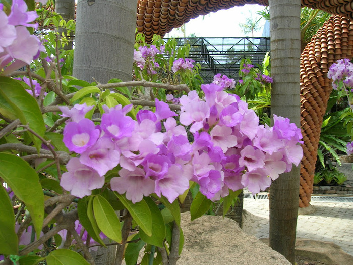 Парк Нонг Нуч (Nong Nooch Tropical Garden) 85468