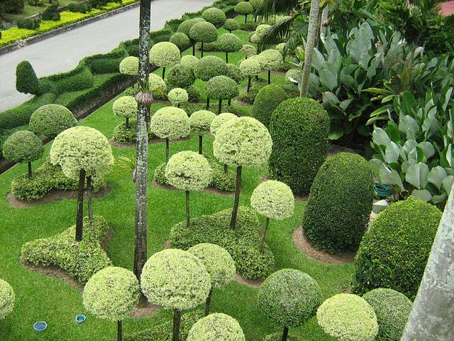 Парк Нонг Нуч (Nong Nooch Tropical Garden) 52440