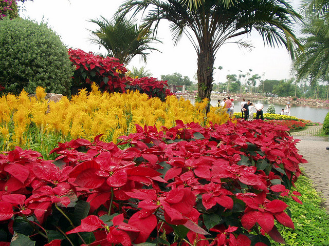 Парк Нонг Нуч (Nong Nooch Tropical Garden) 69196