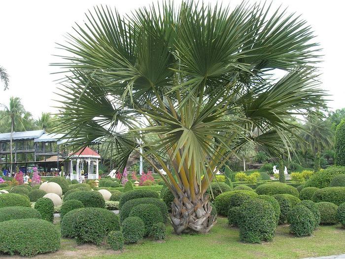 Парк Нонг Нуч (Nong Nooch Tropical Garden) 33684