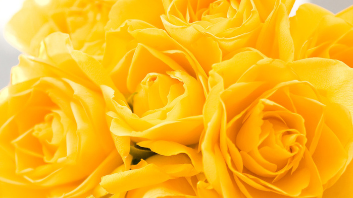 yellow-roses-wallpaper-1366x768 (700x393, 102Kb)