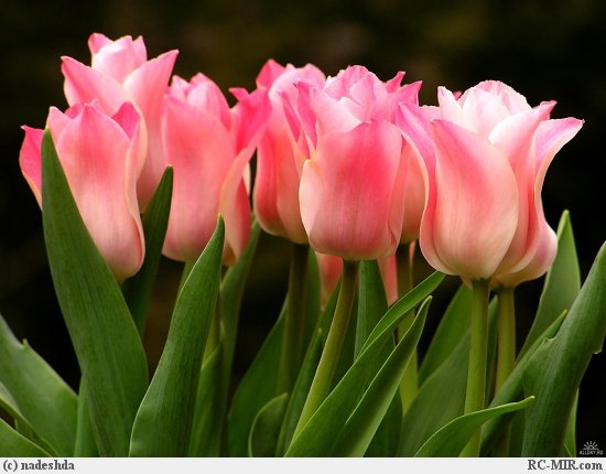 розовые тюльпаны (550x430, 42Kb)