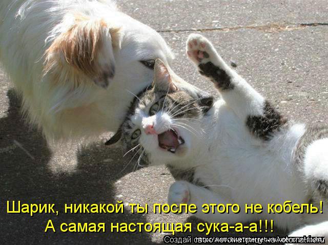 http://img1.liveinternet.ru/images/attach/c/4/84/507/84507027_Kotomatrica_12.jpg