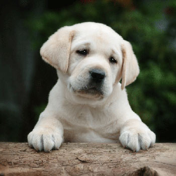 LabradorRetriever_big3 (350x350, 23Kb)