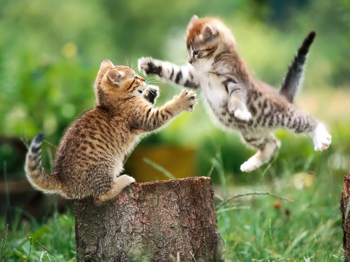 cats_fighting-5450 (700x525, 396Kb)