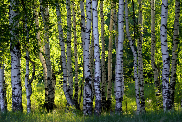 BirkenWald_Neraia_Kuratorium_Wald_300dpI_3c (700x468, 661Kb)