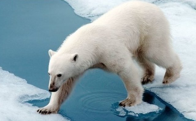 3875377_polarBear06 (640x397, 35Kb)