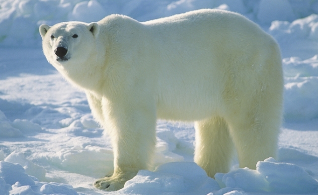 3875377_polarBear05 (640x392, 153Kb)