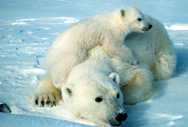 3875377_polarBear03 (640x433, 121Kb)