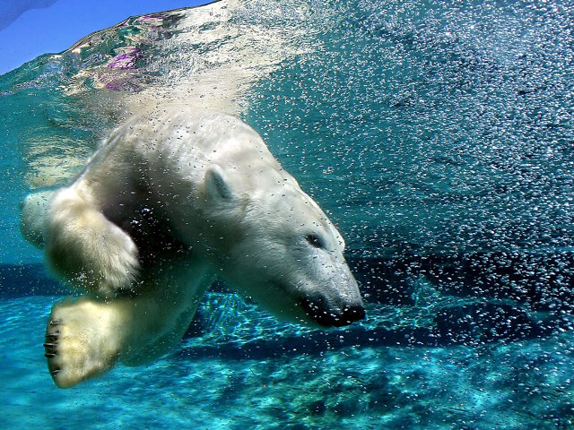 3875377_polarBear14 (640x480, 144Kb)